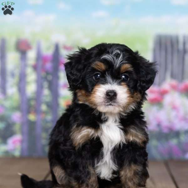lacy, Mini Bernedoodle Puppy
